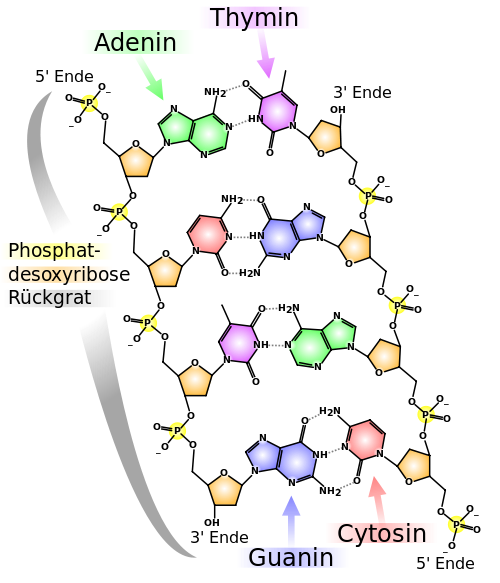 Schema der DNA-Basenpaarungen