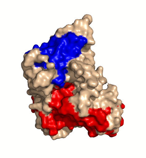 rotierendes Protein Clostridium perfringens Alpha Toxin