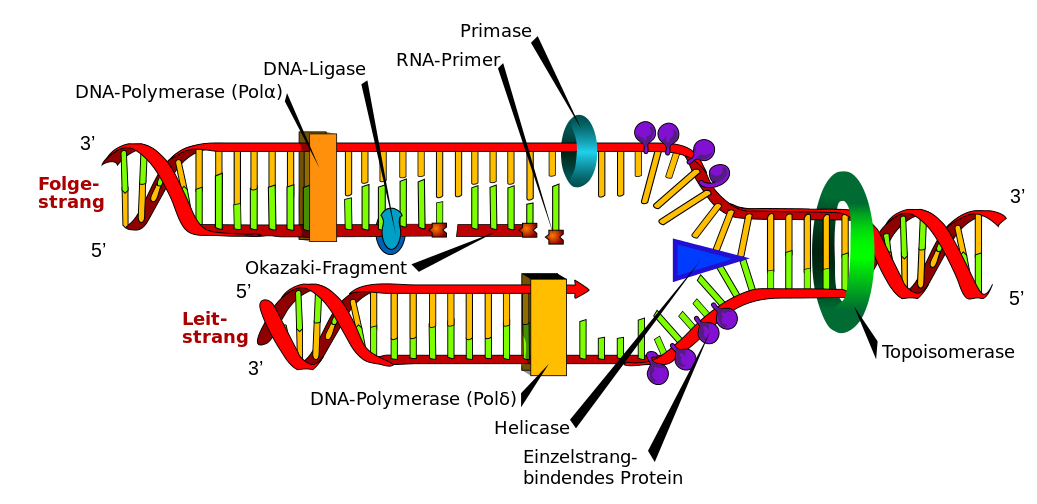 Schema der DNA-Replikation
