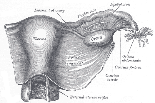 Vagina, Gebärmuttermund, Gebärmutter Eileiter und Eierstock von hinten