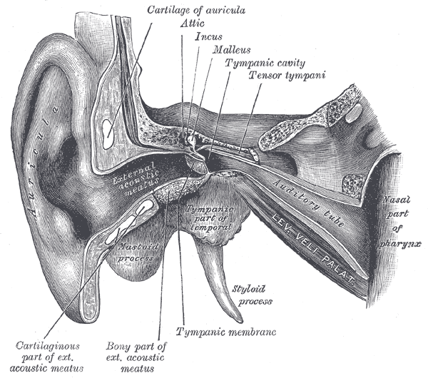 anatomische Zeichnung eines Schnittes durch ein menschlichen Ohr