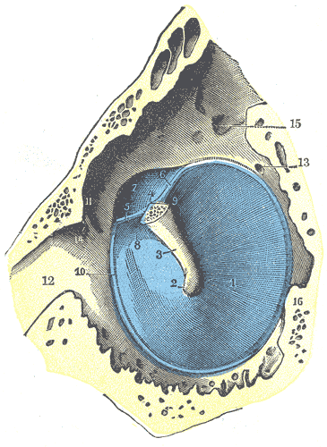Blick vom Mittelohr auf das Trommelfell