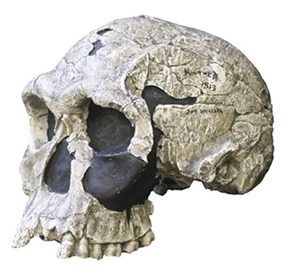 Australopithecus oder Homo habilis