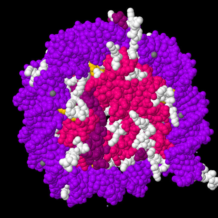 Das Nucleosom 1AOI aus der Protein Data Bank