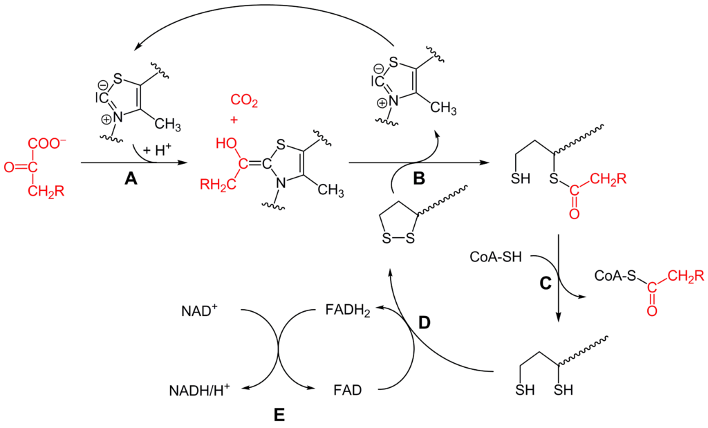 oxidative Decarboxylierung