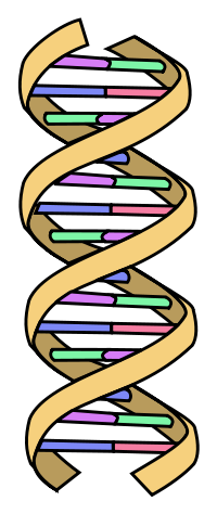 stark vereinfachendes Schema der DNA