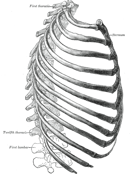 menschlicher Brustkorb von der Seite