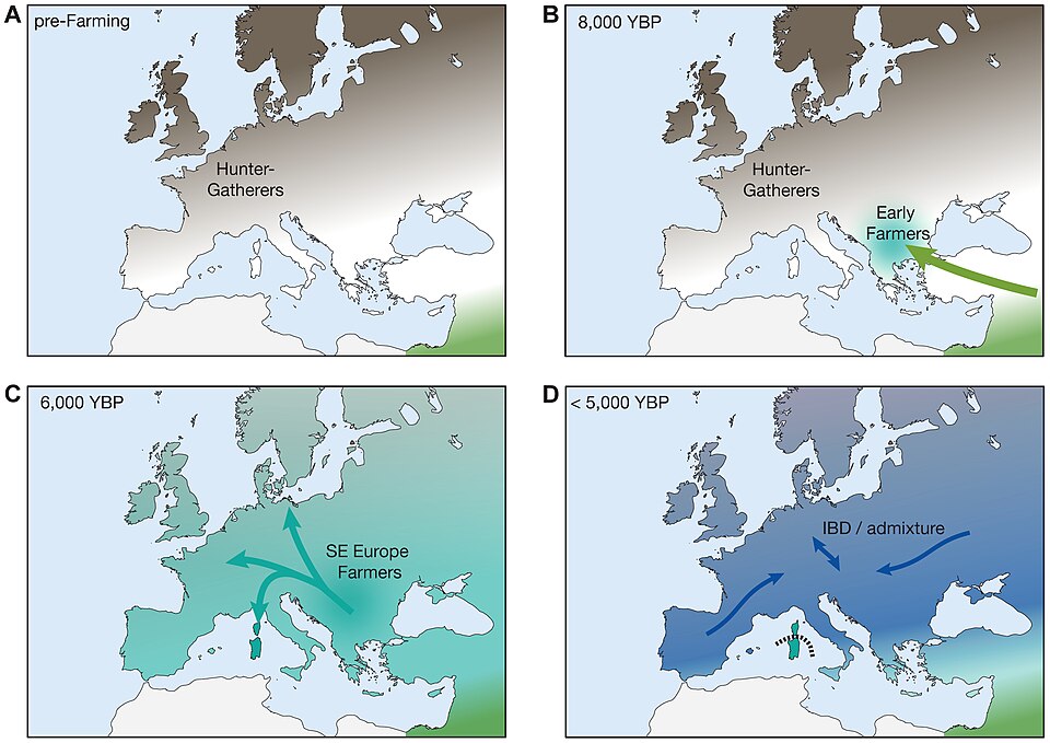 Simplified_model_for_the_recent_demographic_history_of_Europeans